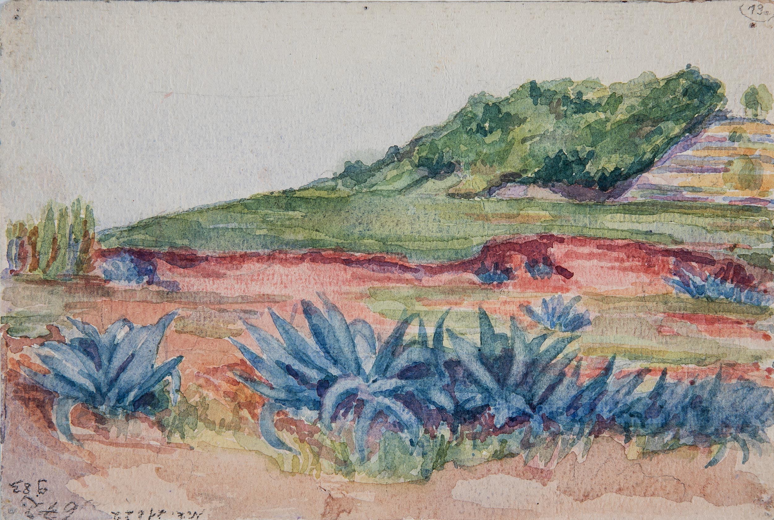 Landscape with Agave Plants