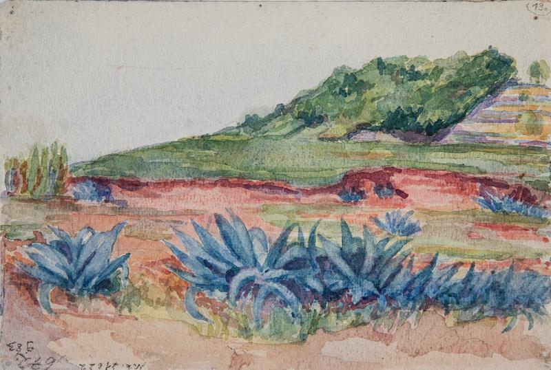 Landscape with Agave Plants