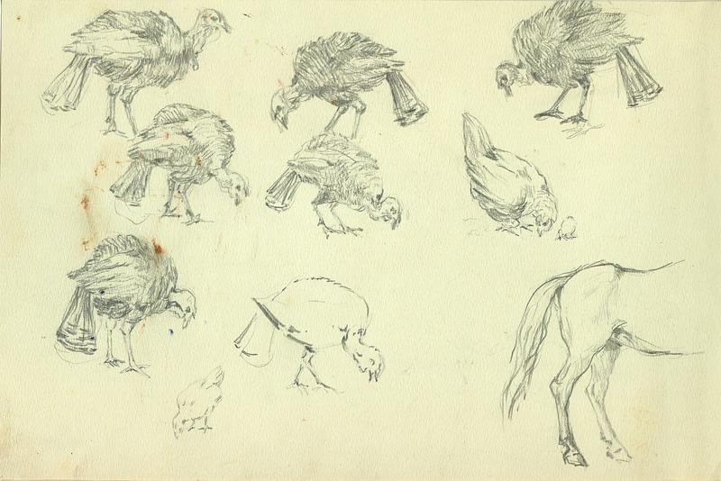 Turkeys