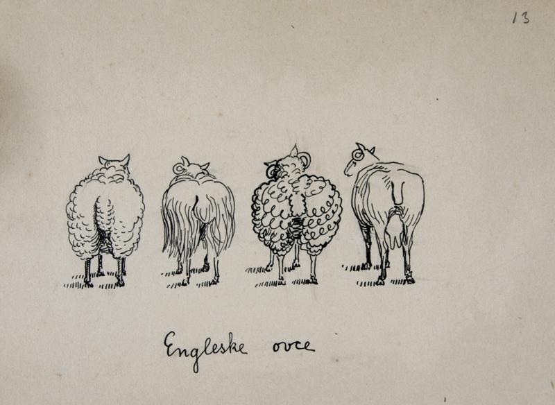 English Sheep