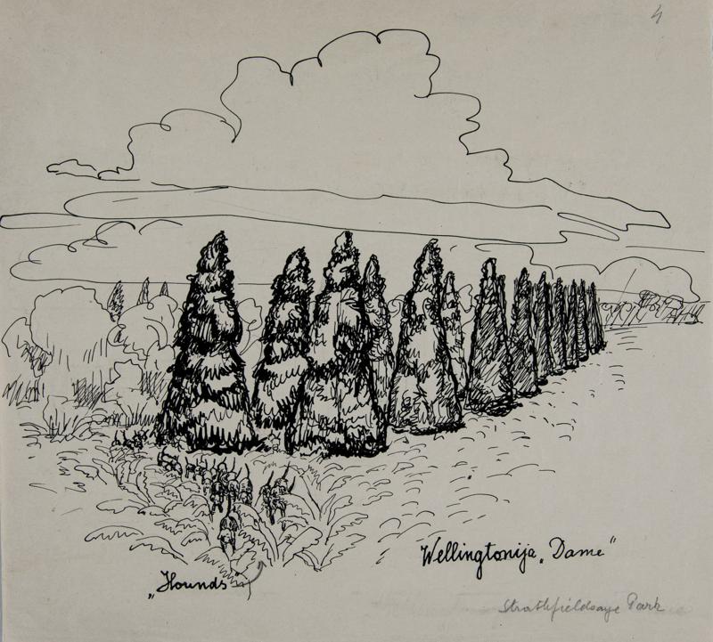 Cypresses