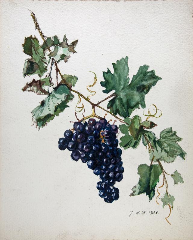 Blue Grapes