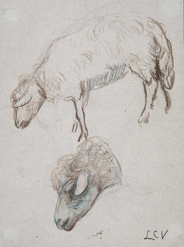 Sheep Grazing and Sheep