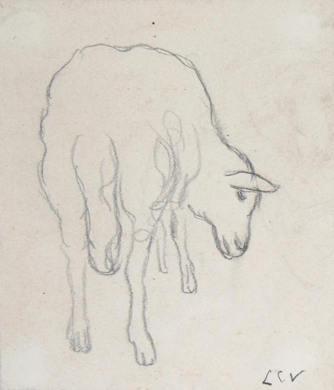 Sheep from Behind
