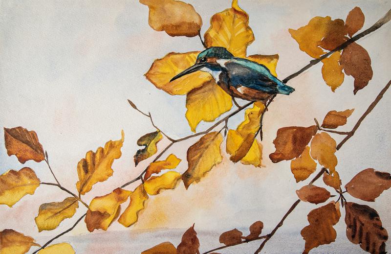 Kingfisher