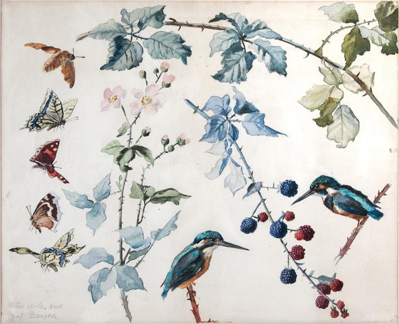 Butterflies, Blackberry, Kingfishers, etc.